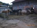 Reiten in Ampfelwang 48113426