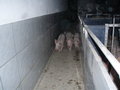 Der Weg vom Ferkel zur Spansau 20062333