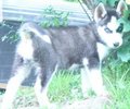 Meine Huskys 22971671