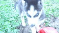 Meine Huskys 22972625