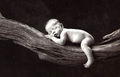 Anne Geddes x3 73661436