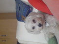 mY swEEt dOG!!!! 28466758