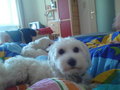 mY swEEt dOG!!!! 28466760