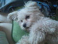 mY swEEt dOG!!!! 28466770