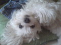 mY swEEt dOG!!!! 28466772