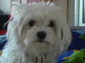 mY swEEt dOG!!!! 28466795