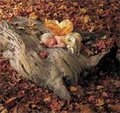 Anne Geddes 19866743