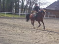 reiten in Stadl Paura 20399264