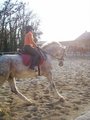 reiten in Stadl Paura 20399443