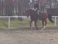 reiten in Stadl Paura 20414135