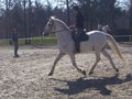 reiten in Stadl Paura 20414317