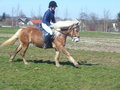 reiten in Stadl Paura 20414472