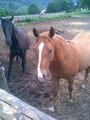 Sweet Horses 21146705