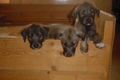 Irish Wolfhounds 36738773