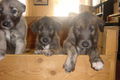 Irish Wolfhounds 36738774