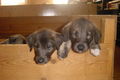 Irish Wolfhounds 36738775