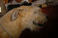 Irish Wolfhounds 36748412