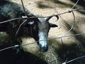 in Burgenland Tierpark Enghagen 43499066