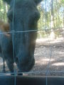 in Burgenland Tierpark Enghagen 43499138