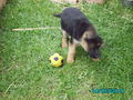 unser neuer hund=) 73847362