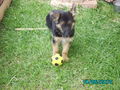 unser neuer hund=) 73847393