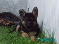 unser neuer hund=) 73847506