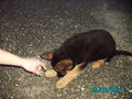 unser neuer hund=) 73847565