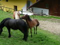 Our Horses 74441412