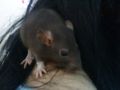 ;Meine Ratte AlEsAnA 72269076