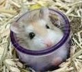 Hamster!!! 56592052