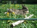 ~meine bunnys~ 20623638