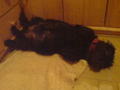 Meine Hunde =) 35932907