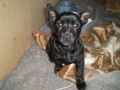 Meine Hunde =) 39141629