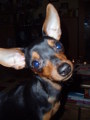 ?  Mein Zwergrehpinscher Luna!! ?   32241576