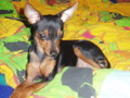 ?  Mein Zwergrehpinscher Luna!! ?   32242080