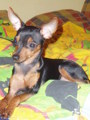 ?  Mein Zwergrehpinscher Luna!! ?   32242082