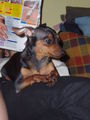 ?  Mein Zwergrehpinscher Luna!! ?   41189247