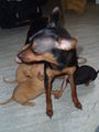 ?  Mein Zwergrehpinscher Luna!! ?   41191350