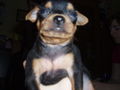 ?  Mein Zwergrehpinscher Luna!! ?   41191436