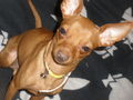 ?  Mein Zwergrehpinscher Luna!! ?   53513449