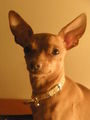 ?  Mein Zwergrehpinscher Luna!! ?   53535508