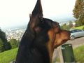 ?  Mein Zwergrehpinscher Luna!! ?   74750535