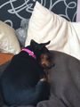 ?  Mein Zwergrehpinscher Luna!! ?   74750537