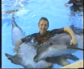 Delphin schwimmen 8779985