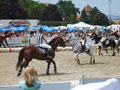 Simmeringer Pferdetage >>>Horse 21275918