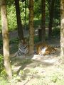 Zoo Schmiding 42898372