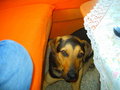 mein Hund 25501371