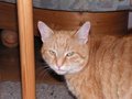 fauler Kater 21089101