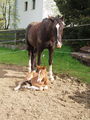 Mein Pony und mein Baby 37833361