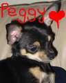 Chihuahua_Peggy - Fotoalbum